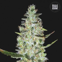 AUTO SPECIAL SKUNK · Bulk Seed Bank · semi di canapa · Auto Fem