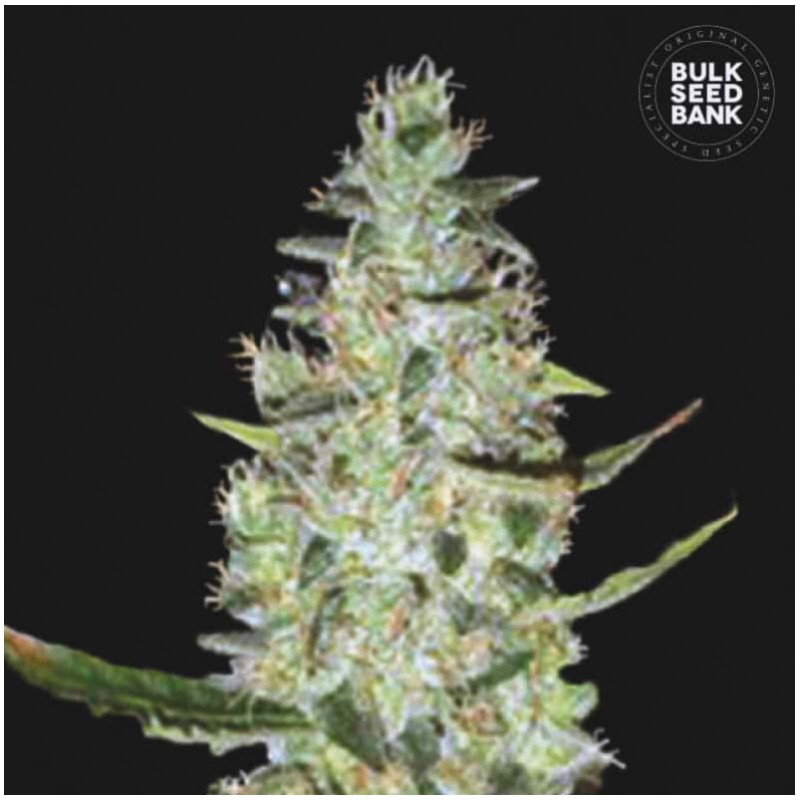 AUTO SPECIAL SKUNK · Bulk Seed Bank · semillas de marihuana · Auto Fem