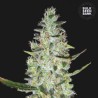AUTO SPECIAL SKUNK · Bulk Seed Bank · cannabis seeds · Auto Fem