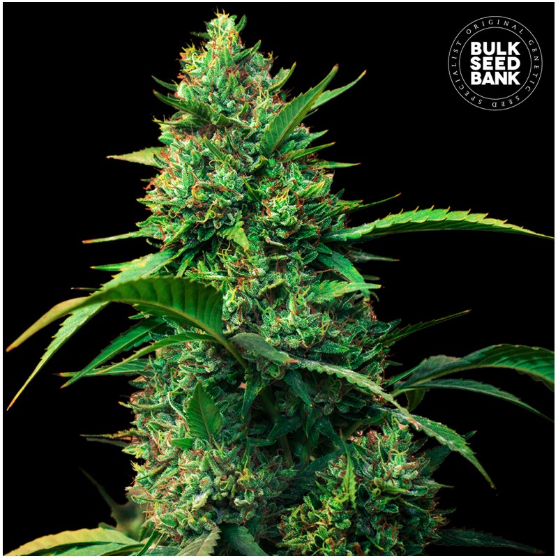 AUTO STRAWBERRY FERRY · Bulk Seed Bank · semi di canapa · Auto Fem