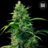 AUTO STRAWBERRY FERRY · Bulk Seed Bank · semillas de marihuana · Auto Fem