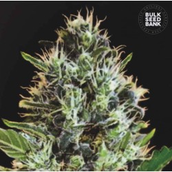 AUTO SUNMANGO · Bulk Seed Bank · semi di canapa  · Auto Fem