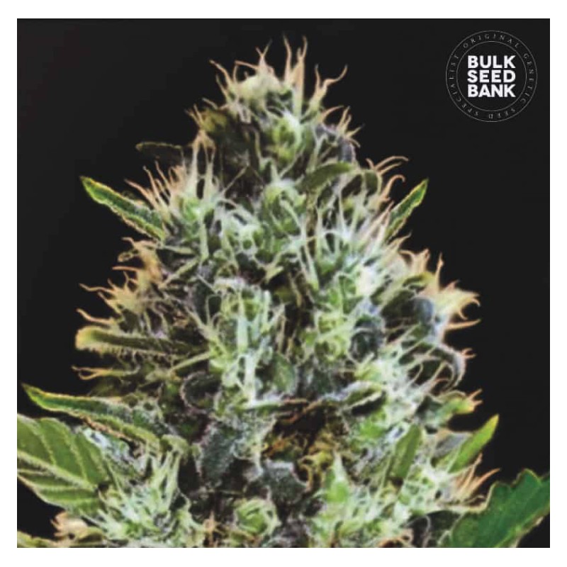 AUTO SUNMANGO · Bulk Seed Bank · cannabis seeds · Auto Fem