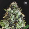 AUTO SUNMANGO · Bulk Seed Bank · cannabis seeds · Auto Fem