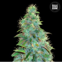 AUTO SWEET TOOTH · Bulk Seed Bank · semi di canapa  · Auto Fem