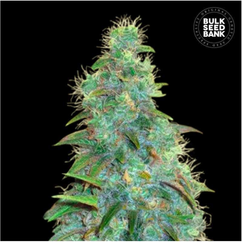 AUTO SWEET TOOTH · Bulk Seed Bank · semillas de marihuana · Auto Fem