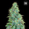 AUTO SWEET TOOTH · Bulk Seed Bank · semillas de marihuana · Auto Fem