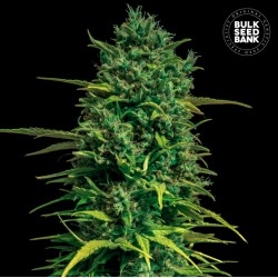 AUTO TROPICAL COCONUT · Bulk Seed Bank · semi di canapa · Auto Fem