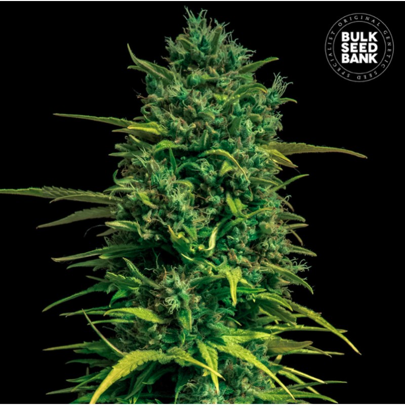 AUTO TROPICAL COCONUT · Bulk Seed Bank · semi di canapa · Auto Fem