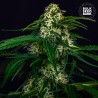 AUTO WATERMELON JAM · Bulk Seed Bank · cannabis seeds · Auto Fem
