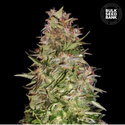 AUTO WHITE PRUSSIAN · Bulk Seed Bank · semillas de marihuana · Auto Fem