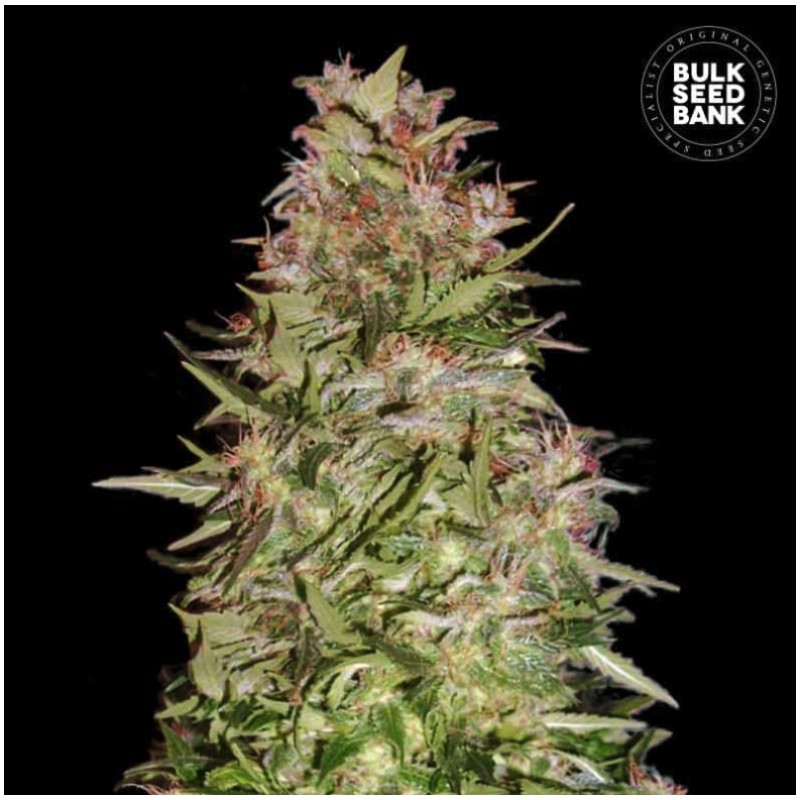 AUTO WHITE PRUSSIAN · Bulk Seed Bank · cannabis seeds · Auto Fem