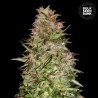 AUTO WHITE PRUSSIAN · Bulk Seed Bank · cannabis seeds · Auto Fem