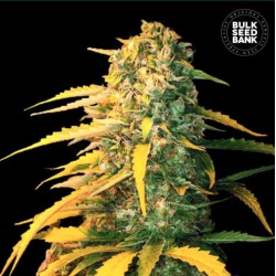 AUTO WHITE WIDOW · Bulk Seed Bank · semi di canapa · Auto Fem