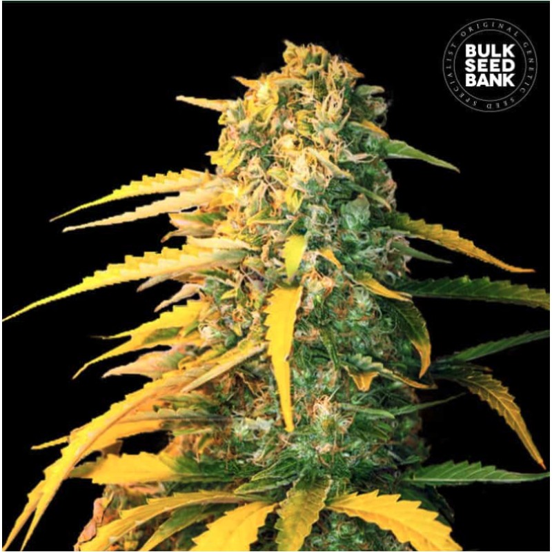 AUTO WHITE WIDOW · Bulk Seed Bank · cannabis seeds · Auto Fem