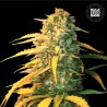 AUTO WHITE WIDOW · Bulk Seed Bank · semillas de marihuana · Auto Fem