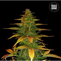 AUTO WILD DWARF · Bulk Seed Bank · cannabis seeds · Auto Fem