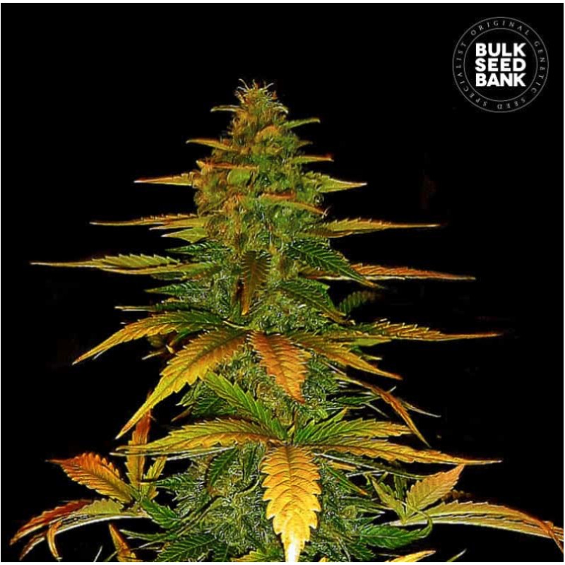 AUTO WILD DWARF · Bulk Seed Bank · semillas de marihuana · Auto Fem