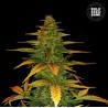 AUTO WILD DWARF · Bulk Seed Bank · cannabis seeds · Auto Fem