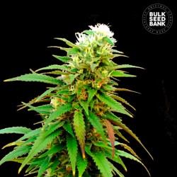 AUTO ZKITTLY ZI ZI · Bulk Seed Bank · cannabis seeds · Auto Fem