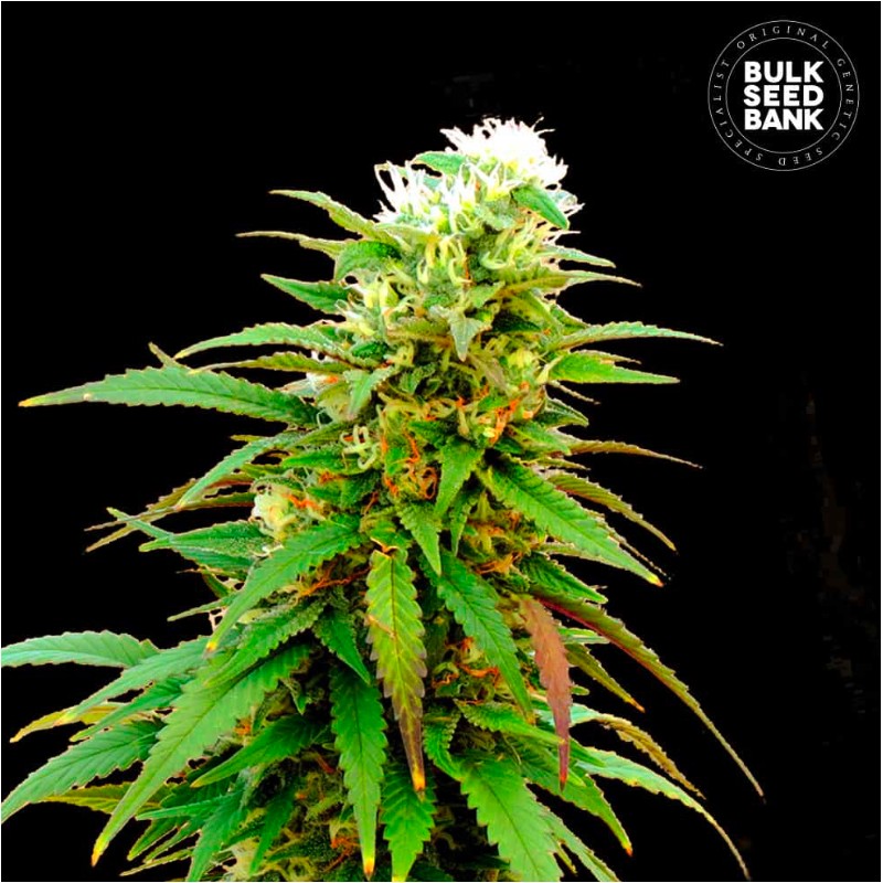AUTO ZKITTLY ZI ZI · Bulk Seed Bank · semi di canapa · Auto Fem