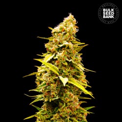 BANANA MONKEY · Bulk Seed Bank · semi di canapa · Fem