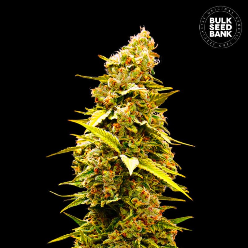 BANANA MONKEY · Bulk Seed Bank · semillas de marihuana · Fem