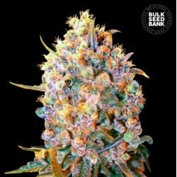BIGGER BUD · Bulk Seed Bank · cannabis seeds · Fem