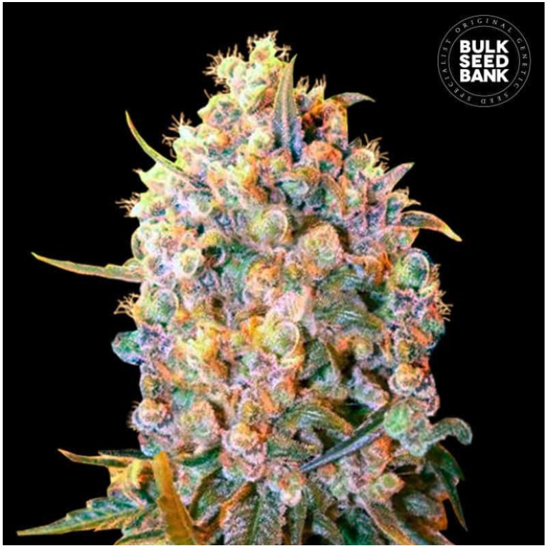 BIGGER BUD · Bulk Seed Bank · semi di canapa · Fem