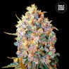 BIGGER BUD · Bulk Seed Bank · semi di canapa · Fem
