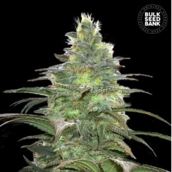 BLUEBERRY BERRY · Bulk Seed Bank · semillas de marihuana · Fem