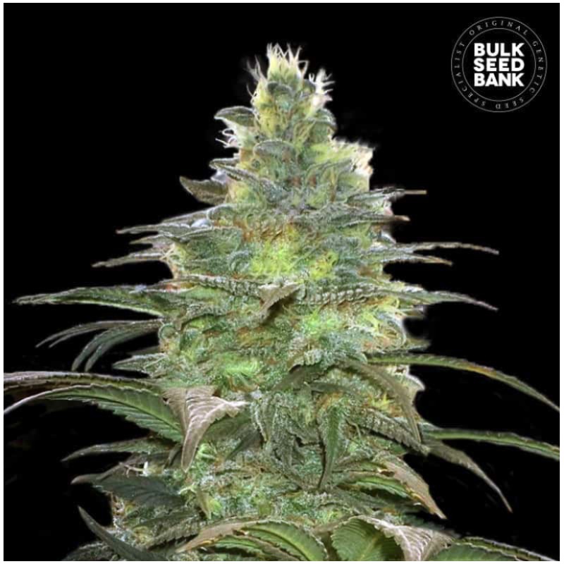 BLUEBERRY BERRY · Bulk Seed Bank · semillas de marihuana · Fem