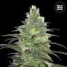 BLUEBERRY BERRY · Bulk Seed Bank · semi di canapa · Fem