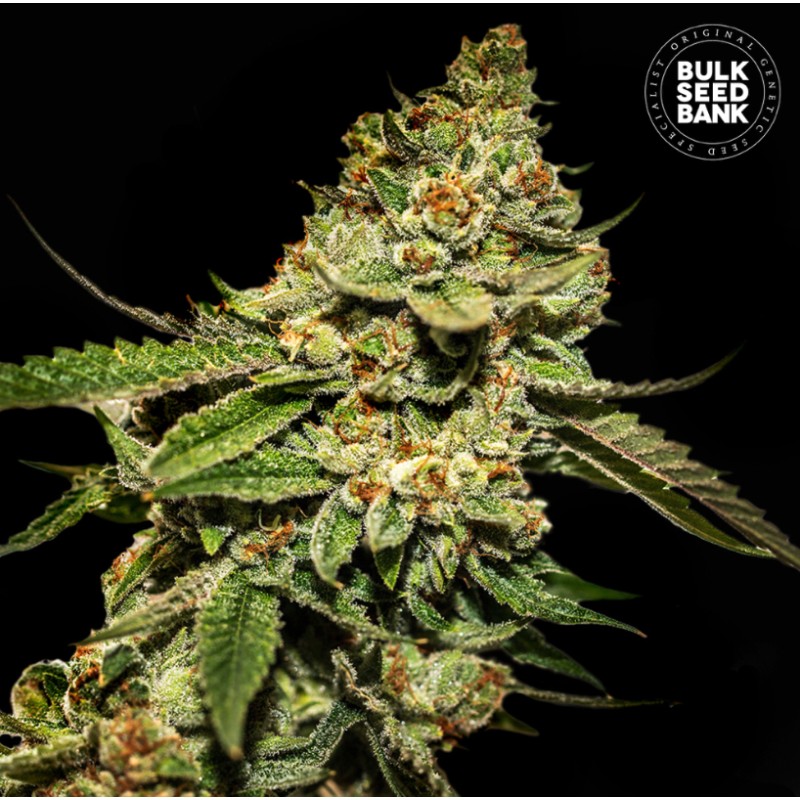 BRUCE BANNER 5 · Bulk Seed Bank · semi di canapa · Fem