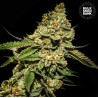 BRUCE BANNER 5 · Bulk Seed Bank · semillas de marihuana · Fem