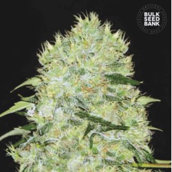 BUBBLEGUM EXTRA · Bulk Seed Bank · semillas de marihuana · Fem