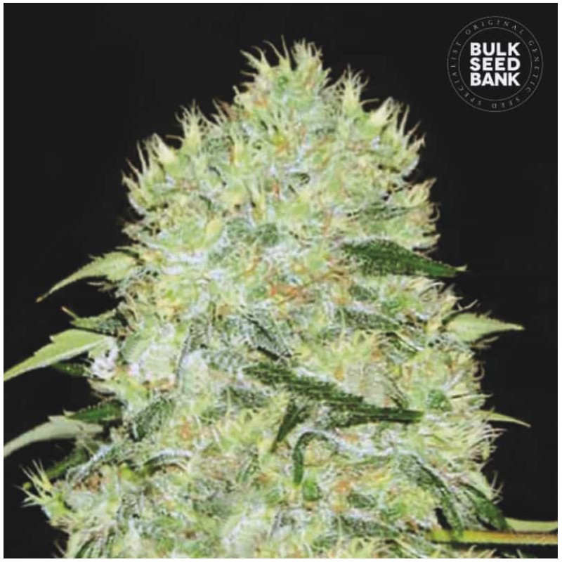 BUBBLEGUM EXTRA · Bulk Seed Bank · semillas de marihuana · Fem