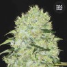 BUBBLEGUM EXTRA · Bulk Seed Bank · semi di canapa · Fem
