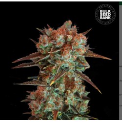 CARAMEL KING · Bulk Seed Bank · cannabis seeds · Fem