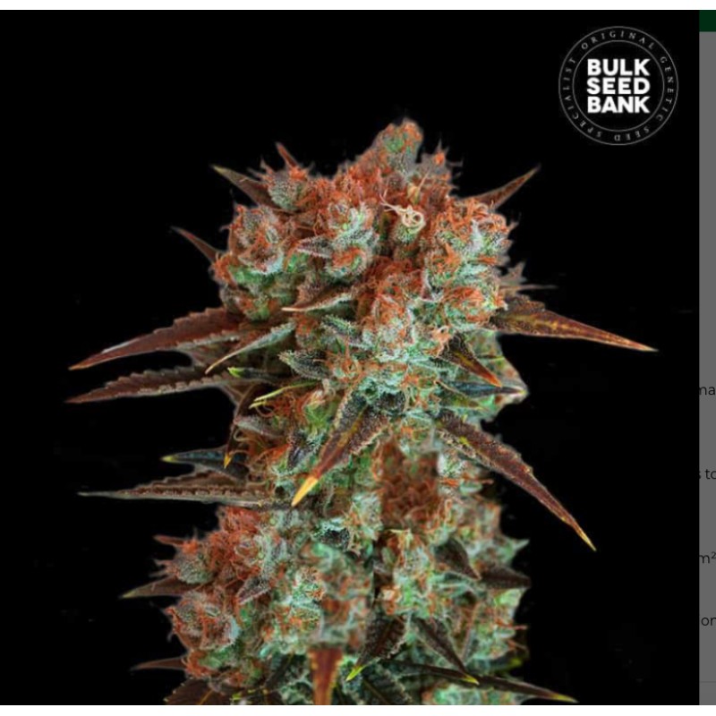 CARAMEL KING · Bulk Seed Bank · semillas de marihuana · Fem