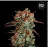 CARAMEL KING · Bulk Seed Bank · semillas de marihuana · Fem