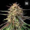 CBD AUTO GUERILLA GLUE · Bulk Seed Bank · cannabis seeds · Auto Fem