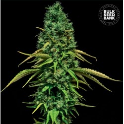CBD CRITICAL · Bulk Seed Bank · semi di canapa · Fem