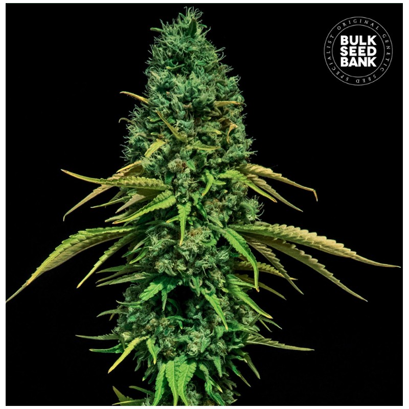 CBD CRITICAL · Bulk Seed Bank · semi di canapa · Fem