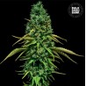 CBD CRITICAL · Bulk Seed Bank · semillas de marihuana · Fem