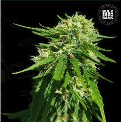 CBD GOOD WILD SHARK · Bulk Seed Bank · semi di canapa · Fem