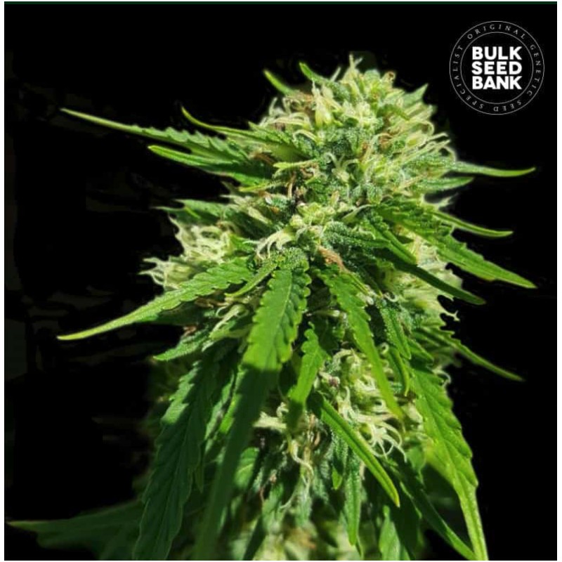 CBD GOOD WILD SHARK · Bulk Seed Bank · semillas de marihuana · Fem