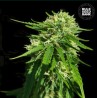 CBD GOOD WILD SHARK · Bulk Seed Bank · semillas de marihuana · Fem