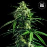 CBD INDICA KING · Bulk Seed Bank · semillas de marihuana · Fem