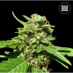 CBD NEPAL GOLD · Bulk Seed Bank · cannabis seeds · Fem
